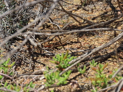 Pedioplanis lineoocellata