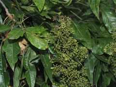 Heteromorpha arborescens abyssinica