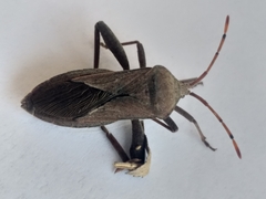 Anoplocnemis