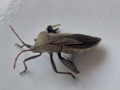 Anoplocnemis