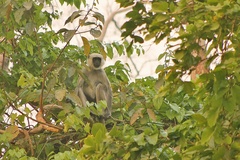 Semnopithecus schistaceus