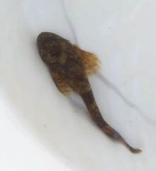 Cottus gobio