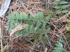 Oxytropis strobilacea