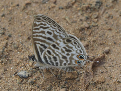 Leptotes pirithous