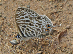 Leptotes pirithous
