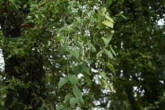 Reynoutria multiflora