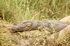 Crocodylus palustris