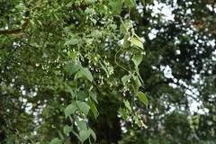 Reynoutria multiflora