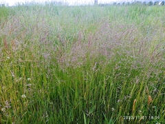 Festuca rubra