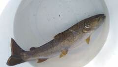 Salmo marmoratus