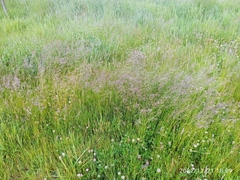 Festuca rubra