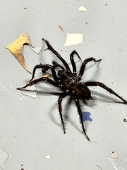 Antrodiaetus unicolor