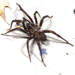 Antrodiaetus unicolor