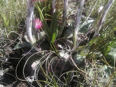 Helichrysum ecklonis
