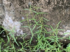 Scleromitrion brachypodum