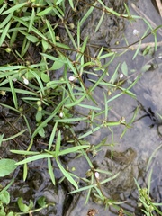 Scleromitrion brachypodum