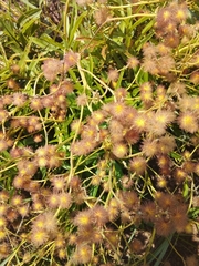 Triumfetta welwitschii