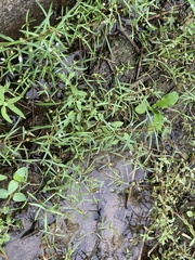 Scleromitrion brachypodum