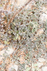 Petrogenia repens