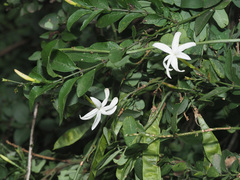 Jasminum multipartitum