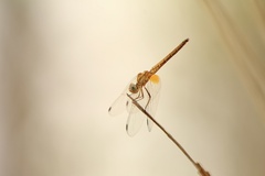 Trithemis festiva