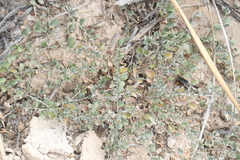 Petrogenia repens