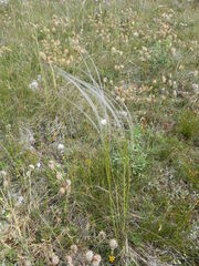 Stipa