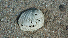 Haliotis tuberculata