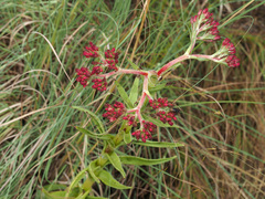Crassula alba