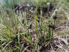Cyperus semitrifidus