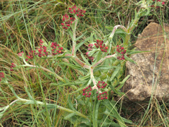 Crassula alba
