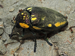 Sternocera orissa orissa