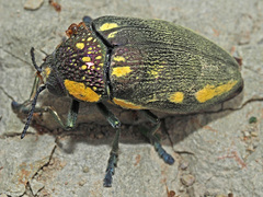 Sternocera orissa orissa