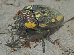 Sternocera orissa orissa