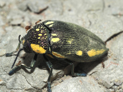Sternocera orissa orissa