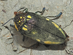 Sternocera orissa orissa