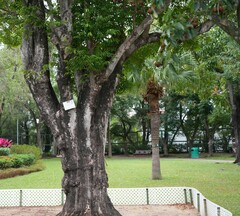 Aquilaria sinensis