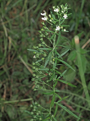 Teucrium kraussii