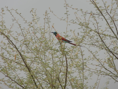 Northern Carmine Bee-eater