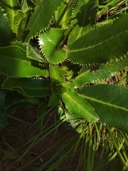 Alepidea peduncularis