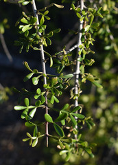 Flindersia dissosperma