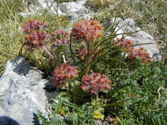 Anthyllis montana