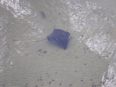 Myliobatis tenuicaudatus