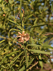 Eremophila mitchellii