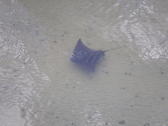 Myliobatis tenuicaudatus