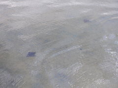 Myliobatis tenuicaudatus