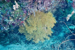 Rhipidipathes reticulata