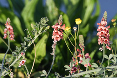 Indigofera heterophylla