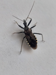 Rhynocoris