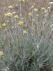 Helichrysum italicum